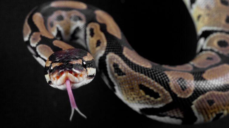 Snake Shedding Problems: A Guide to Specialized Health Conditions