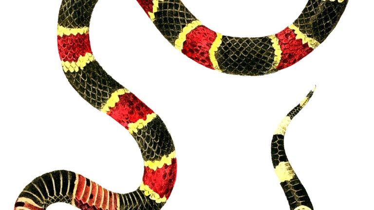 Understanding Snake Neurological Disorders: A Guide for Reptile Enthusiasts