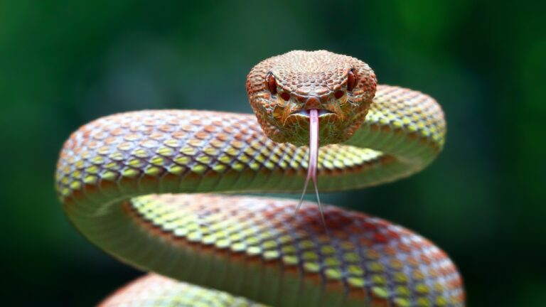 Snake Inclusion Body Disease: Understanding Specialized Health Conditions