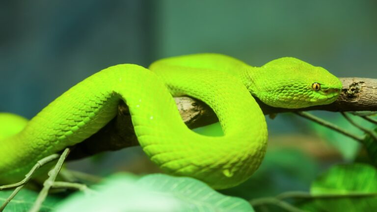 Optimize Your Snakes Nutrition with Expert Feeding Schedules