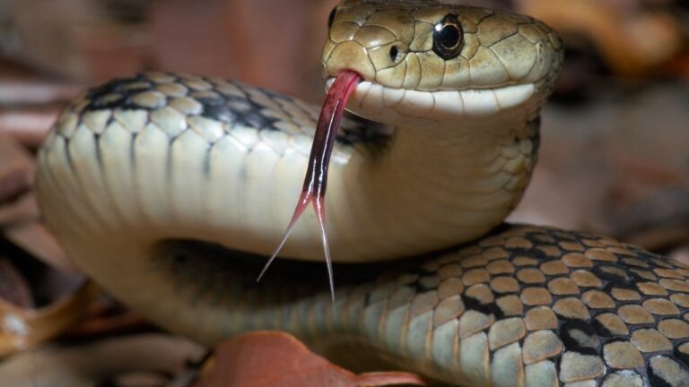 Understanding Snake Infectious Stomatitis: A Guide for Reptile Enthusiasts