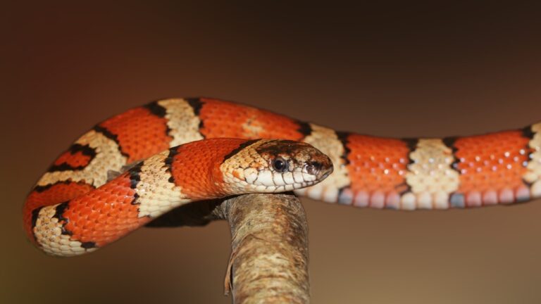 Understanding the Snake Digestive System: A Guide to Snake Nutrition